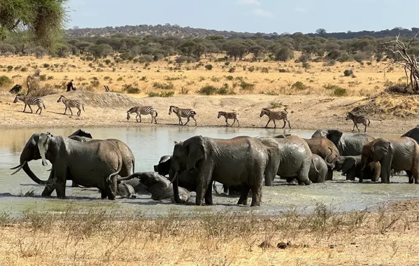 Tanzania Safari Adventure