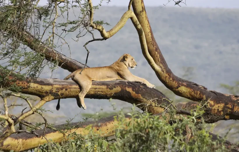 Kenya Wildlife Safari