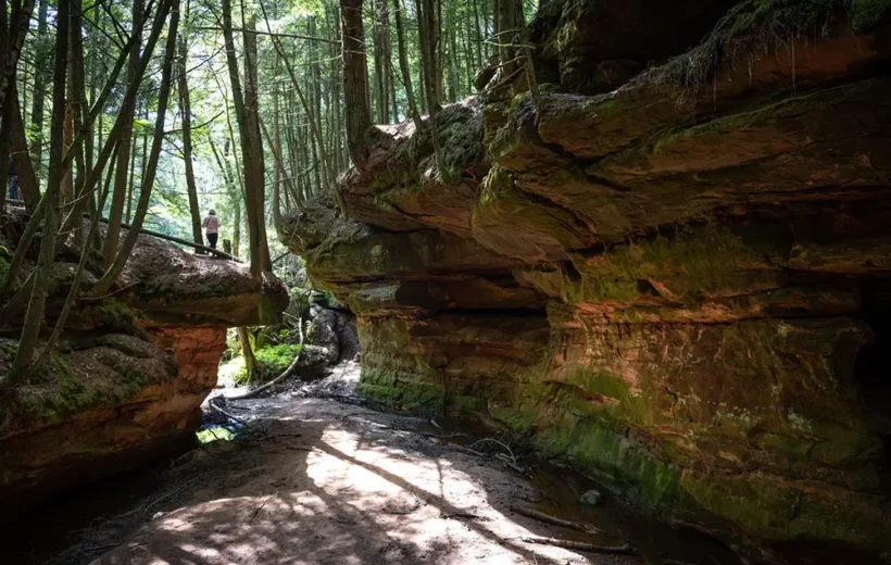 Apostle Islands Forest Bathing Retreat